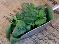 Picture of Fresh Basil 