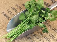 Picture of Fresh Coriander ORGANIC