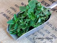 Picture of Fresh Oregano ORGANIC