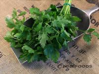Picture of Fresh Flat Parsley ORGANIC