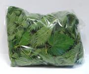 Picture of Fresh Nettle Tips ORGANIC