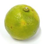 Picture of Lemon Bergamot ORGANIC