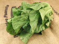 Picture of Cos Lettuce UK ORGANIC