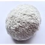 Picture of Lion's Mane Mushroom ORGANIC