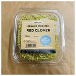 Picture of  Sprouted Red Clover ORGANIC