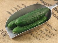 Picture of Cucumber Mini UK ORGANIC