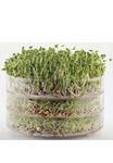 Picture of Large Germinator 