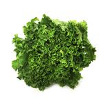 Picture of Batavia Lettuce UK ORGANIC