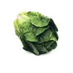 Picture of Little Gem Lettuce UK ORGANIC