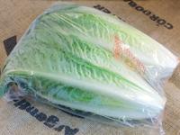 Picture of Romaine Lettuce ORGANIC