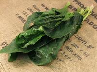 Picture of Spinach Scotland ORGANIC