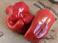 Picture of Red Pepper Large ORGANIC