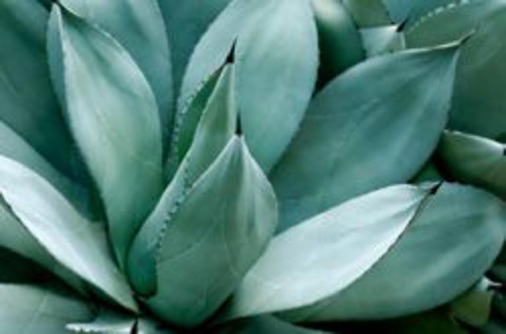 Agave plant