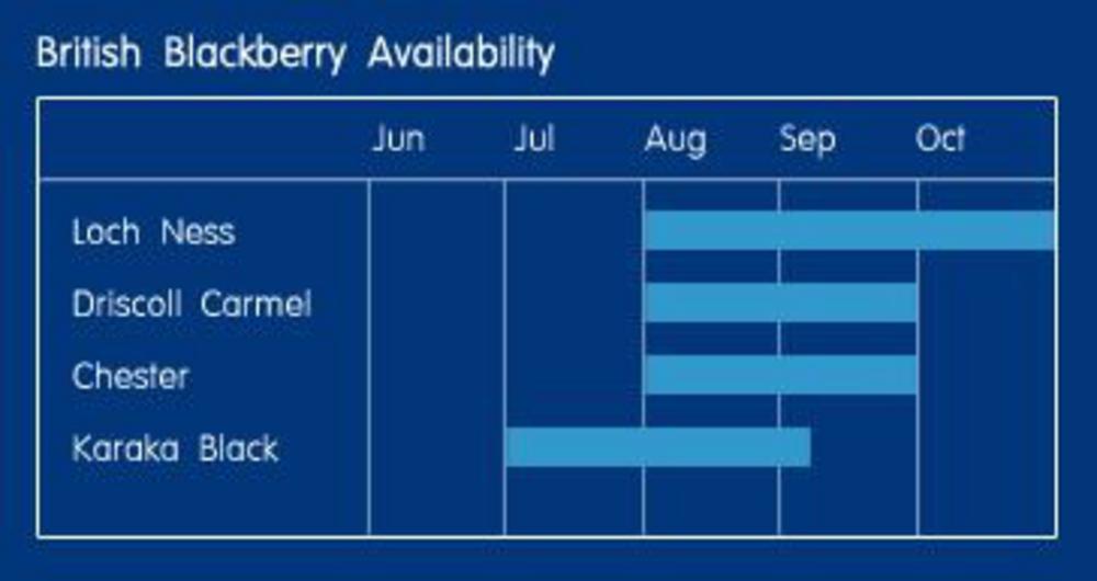 blackberry availability