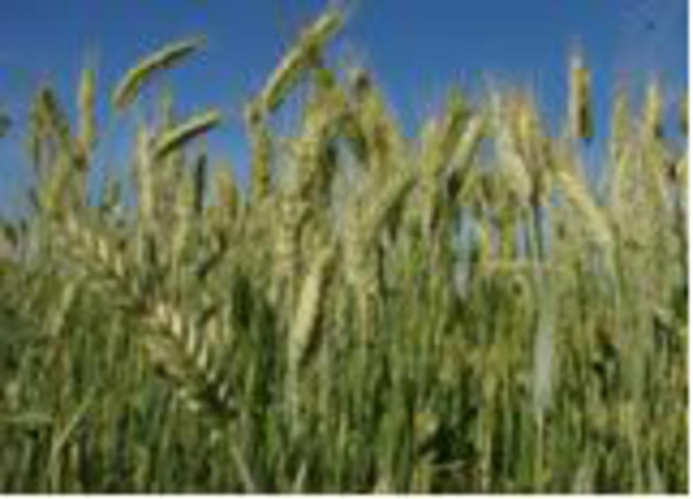 gluten is found in wheat like this