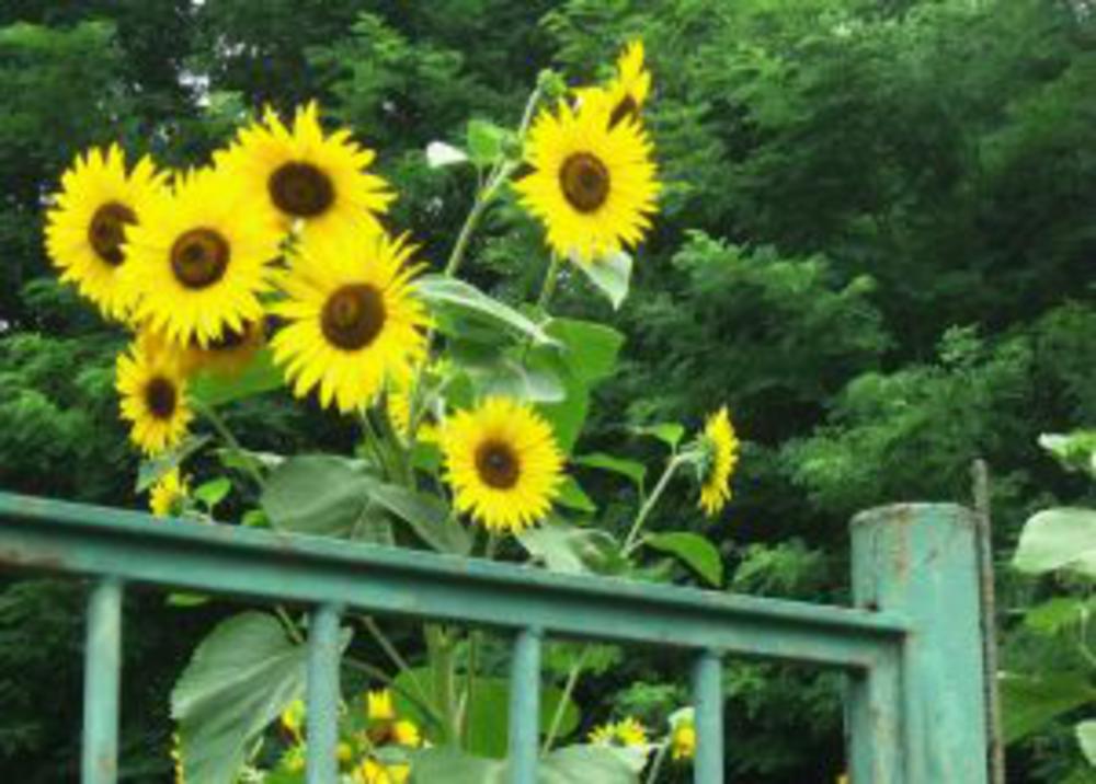 Sunflowers