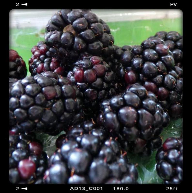 Blackberries-Organic-September-Real-Foods