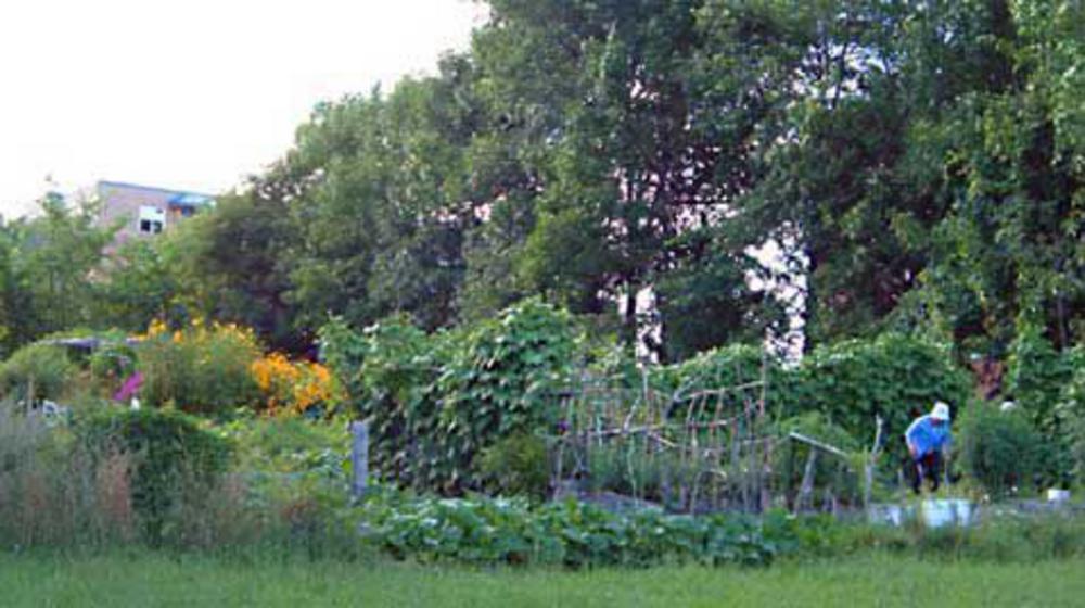 Community-Garden-Picture