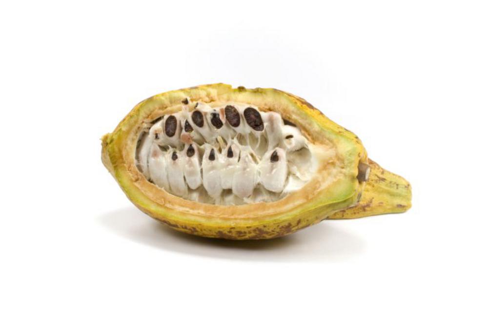 Madium-Cacao-Pod-Unprocessed