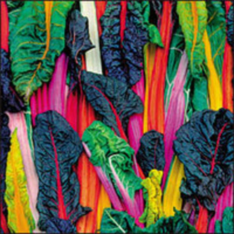 Organic-Rainbow-Chard