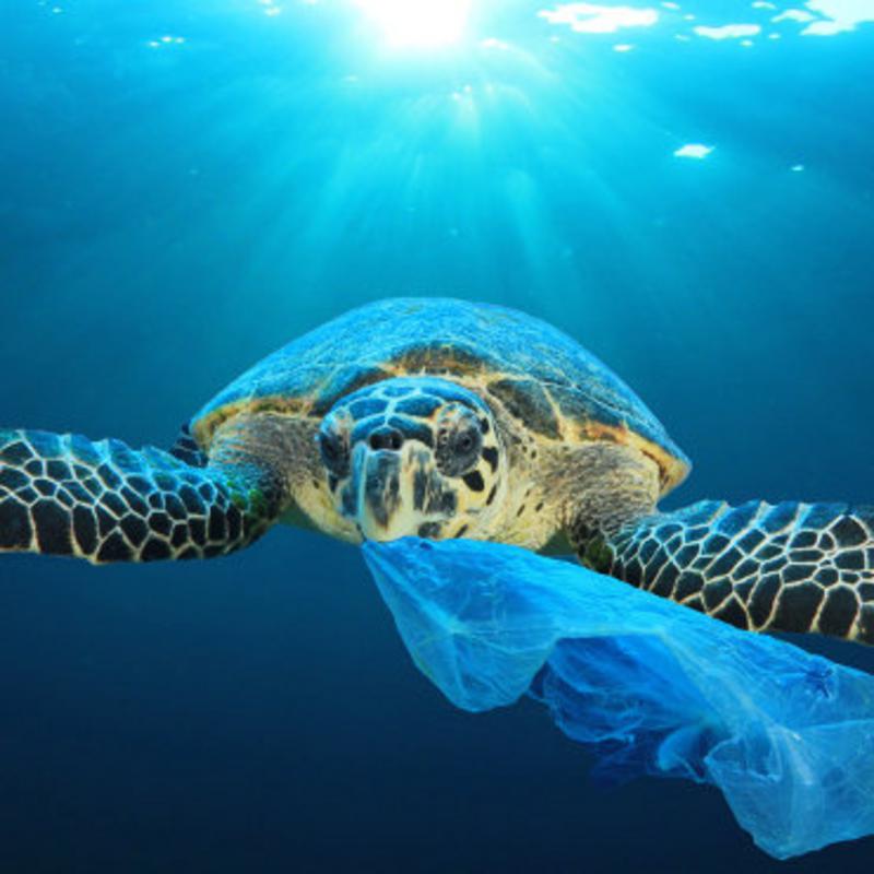 Make 2019 the year to go Plastic Free