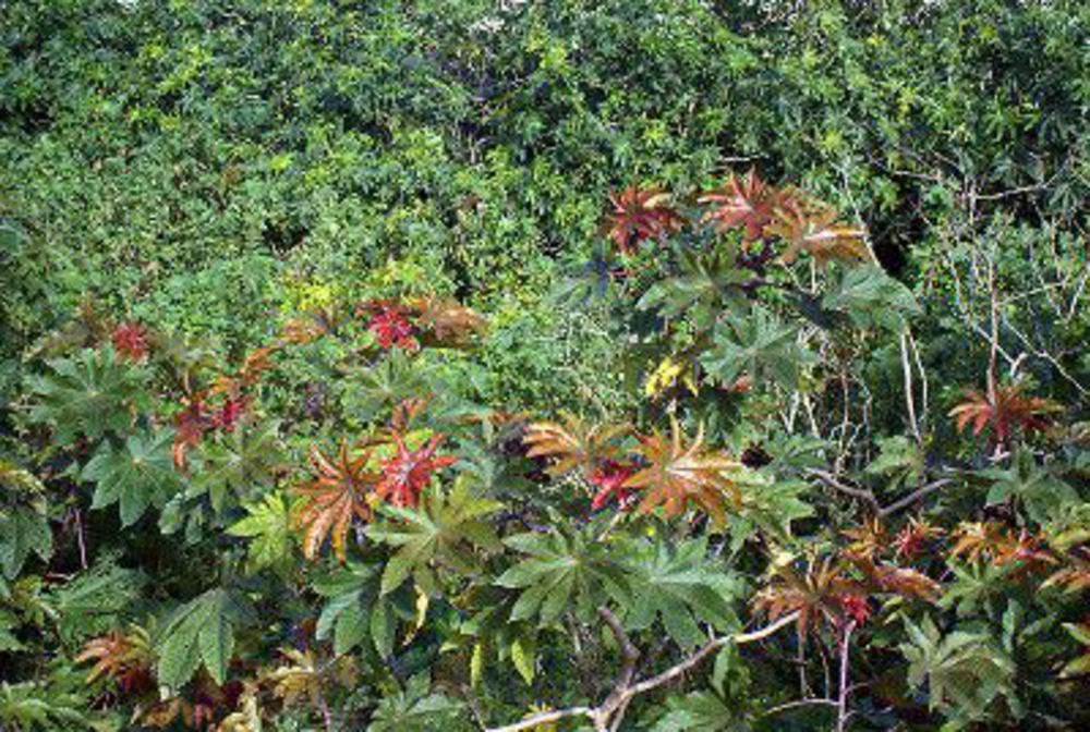 Castor oil plant (ricinus comunis)