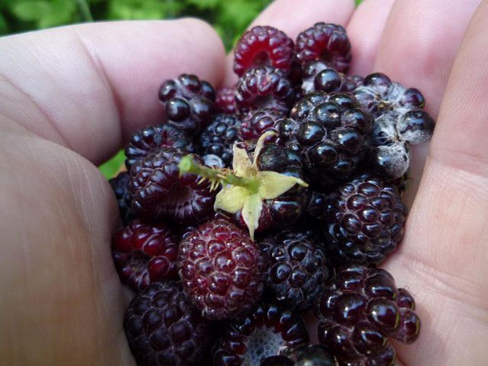 A handful of wild berries