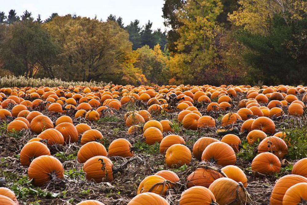 A pumpkin patch