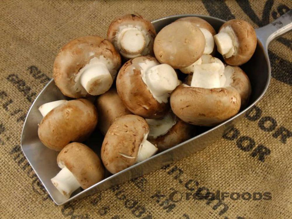 A Fun Guide To Mushrooms