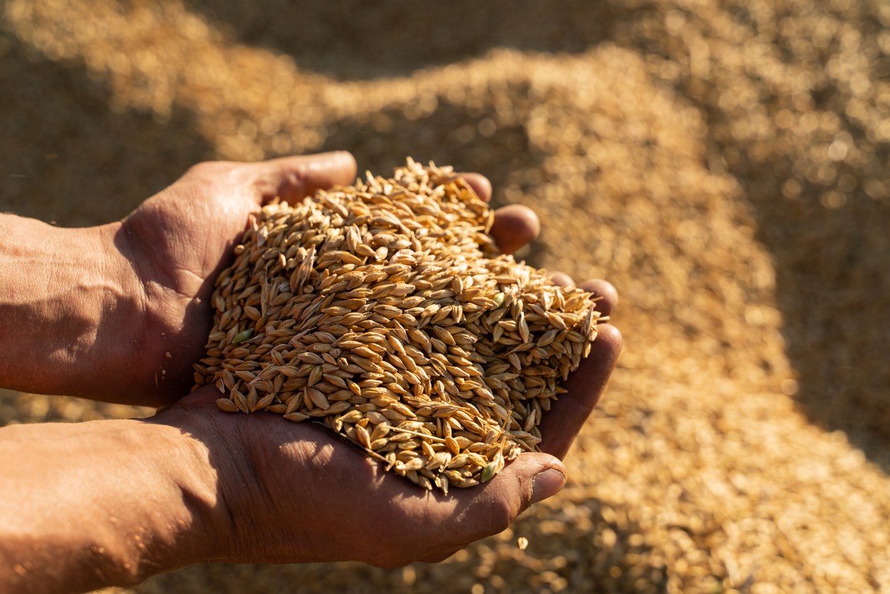 Barley Flakes