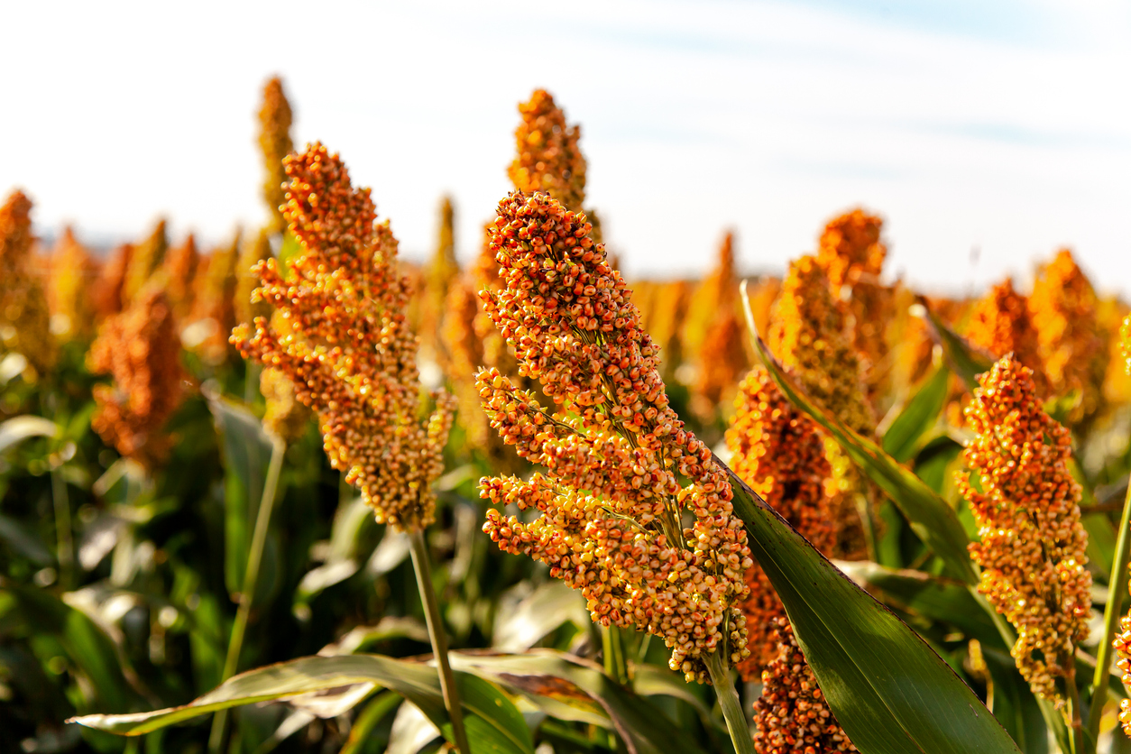 Millet Flakes